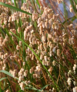 100 Quaking Grass (Briza Maxima) Seeds - Ornamental Rattlesnake Grass - Image 10