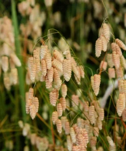 100 Quaking Grass (Briza Maxima) Seeds - Ornamental Rattlesnake Grass - Image 11