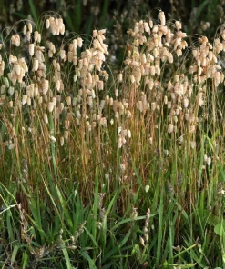 100 Quaking Grass (Briza Maxima) Seeds - Ornamental Rattlesnake Grass - Image 12