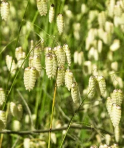 100 Quaking Grass (Briza Maxima) Seeds - Ornamental Rattlesnake Grass - Image 13