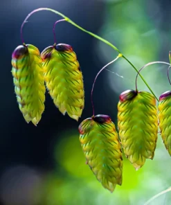 100 Quaking Grass (Briza Maxima) Seeds - Ornamental Rattlesnake Grass - Image 2