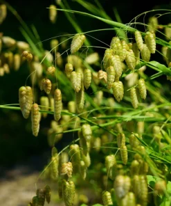 100 Quaking Grass (Briza Maxima) Seeds - Ornamental Rattlesnake Grass - Image 3