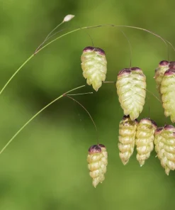 100 Quaking Grass (Briza Maxima) Seeds - Ornamental Rattlesnake Grass - Image 4