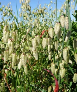 100 Quaking Grass (Briza Maxima) Seeds - Ornamental Rattlesnake Grass - Image 5