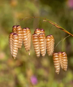 100 Quaking Grass (Briza Maxima) Seeds - Ornamental Rattlesnake Grass - Image 6