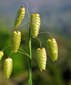 100 Quaking Grass (Briza Maxima) Seeds - Ornamental Rattlesnake Grass - Image 7