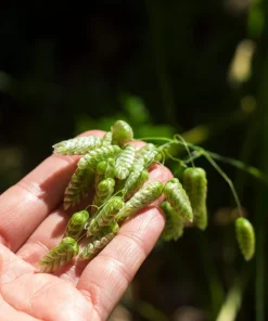 100 Quaking Grass (Briza Maxima) Seeds - Ornamental Rattlesnake Grass - Image 8