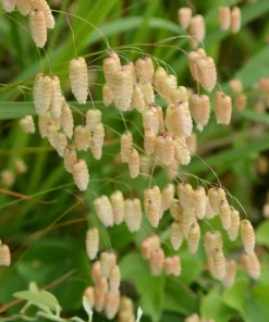 100 Quaking Grass (Briza Maxima) Seeds - Ornamental Rattlesnake Grass - Image 9