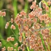 100 Quaking Grass (Briza Maxima) Seeds - Ornamental Rattlesnake Grass - Image 1