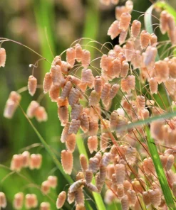 100 Quaking Grass (Briza Maxima) Seeds - Ornamental Rattlesnake Grass - Image 1