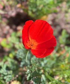 100 Red California Poppy Seeds - Native Wildflower for Gardens - Image 10