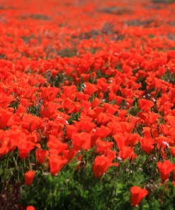 100 Red California Poppy Seeds - Native Wildflower for Gardens - Image 2
