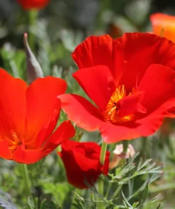 100 Red California Poppy Seeds - Native Wildflower for Gardens - Image 3