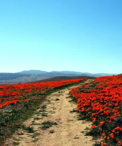 100 Red California Poppy Seeds - Native Wildflower for Gardens - Image 4