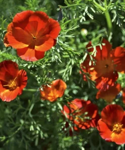 100 Red California Poppy Seeds - Native Wildflower for Gardens - Image 5