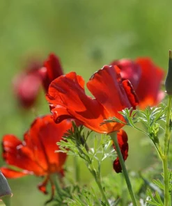 100 Red California Poppy Seeds - Native Wildflower for Gardens - Image 6