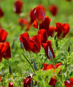 100 Red California Poppy Seeds - Native Wildflower for Gardens - Image 7