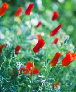 100 Red California Poppy Seeds - Native Wildflower for Gardens - Image 8