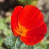 100 Red California Poppy Seeds - Native Wildflower for Gardens - Image 1