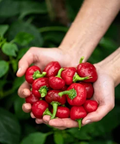 100 Red Cherry Hots Pepper Seeds - Chili Capsicum Annuum Vegetable - Image 2