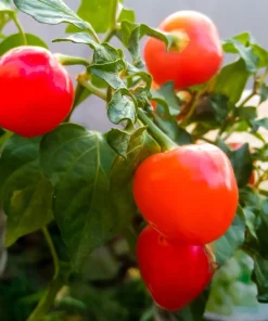 100 Red Cherry Hots Pepper Seeds - Chili Capsicum Annuum Vegetable - Image 6