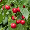 100 Red Cherry Hots Pepper Seeds - Chili Capsicum Annuum Vegetable - Image 1