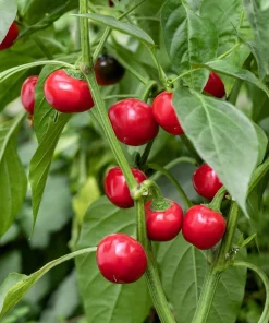 100 Red Cherry Hots Pepper Seeds - Chili Capsicum Annuum Vegetable - Image 1