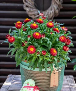 100 Red Fire Ball Strawflower Seeds - Xerochrysum Bracteatum Helichrysum Monstrosum - Image 10