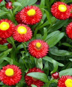 100 Red Fire Ball Strawflower Seeds - Xerochrysum Bracteatum Helichrysum Monstrosum - Image 2