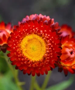 100 Red Fire Ball Strawflower Seeds - Xerochrysum Bracteatum Helichrysum Monstrosum - Image 3