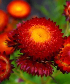 100 Red Fire Ball Strawflower Seeds - Xerochrysum Bracteatum Helichrysum Monstrosum - Image 4