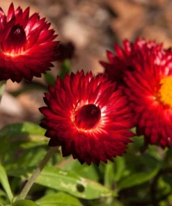 100 Red Fire Ball Strawflower Seeds - Xerochrysum Bracteatum Helichrysum Monstrosum - Image 5