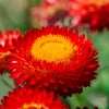 100 Red Fire Ball Strawflower Seeds - Xerochrysum Bracteatum Helichrysum Monstrosum - Image 1