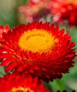 100 Red Fire Ball Strawflower Seeds - Xerochrysum Bracteatum Helichrysum Monstrosum - Image 1