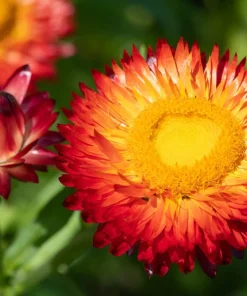 100 Red Fire Ball Strawflower Seeds - Xerochrysum Bracteatum Helichrysum Monstrosum - Image 6