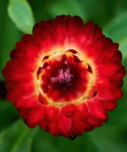 100 Red Fire Ball Strawflower Seeds - Xerochrysum Bracteatum Helichrysum Monstrosum - Image 7