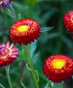 100 Red Fire Ball Strawflower Seeds - Xerochrysum Bracteatum Helichrysum Monstrosum - Image 8