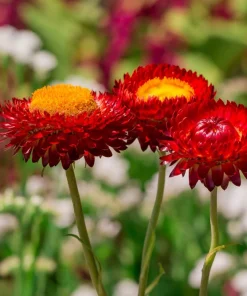 100 Red Fire Ball Strawflower Seeds - Xerochrysum Bracteatum Helichrysum Monstrosum - Image 9