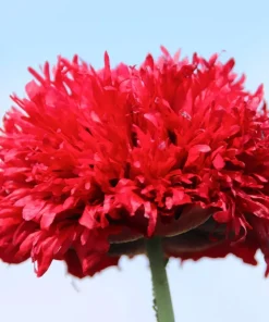 100 Red Oase Peony Poppy Seeds - Papaver Peoniflorum Double Flower - Image 2