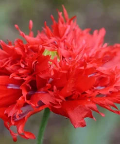 100 Red Oase Peony Poppy Seeds - Papaver Peoniflorum Double Flower - Image 3
