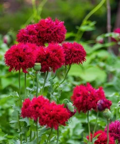 100 Red Oase Peony Poppy Seeds - Papaver Peoniflorum Double Flower - Image 4