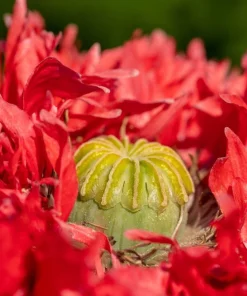 100 Red Oase Peony Poppy Seeds - Papaver Peoniflorum Double Flower - Image 5