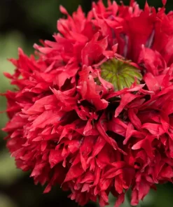 100 Red Oase Peony Poppy Seeds - Papaver Peoniflorum Double Flower - Image 6