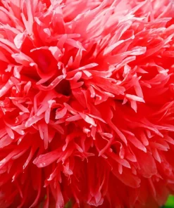 100 Red Oase Peony Poppy Seeds - Papaver Peoniflorum Double Flower - Image 7