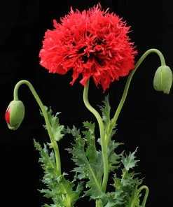 100 Red Oase Peony Poppy Seeds - Papaver Peoniflorum Double Flower - Image 8