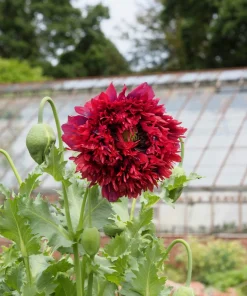 100 Red Oase Peony Poppy Seeds - Papaver Peoniflorum Double Flower - Image 9