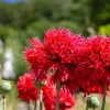 100 Red Oase Peony Poppy Seeds - Papaver Peoniflorum Double Flower - Image 1
