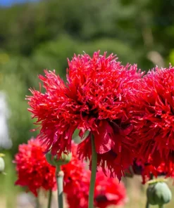 100 Red Oase Peony Poppy Seeds - Papaver Peoniflorum Double Flower - Image 1