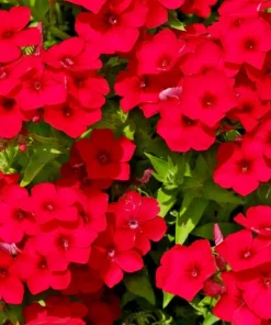 100 Red Scarlet Phlox Drummondii Flower Seeds - Perennial Outdoor - Image 1