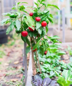 100 Red Sweet Cherry Pepper Seeds - Capsicum Annuum Vegetable Seeds for Planting - Image 10